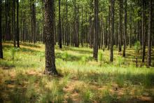 A grove of pine trees. New saplings poke through the forest floor.