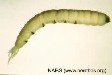 <img typeof="foaf:Image" src="http://statelibrarync.org/learnnc/sites/default/files/images/crane_fly_larva.jpg" width="800" height="533" alt="Crane fly larva" title="Crane fly larva" />