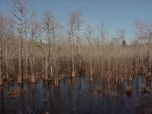 <img typeof="foaf:Image" src="http://statelibrarync.org/learnnc/sites/default/files/images/cypress_swamp.jpg" width="1024" height="768" alt="Cypress gum swamps" title="Cypress gum swamps" />