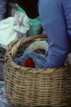 <img typeof="foaf:Image" src="http://statelibrarync.org/learnnc/sites/default/files/images/ecuador_118.jpg" width="682" height="1024" alt="Child in a basket in Saquisilí, Ecuador" title="Child in a basket in Saquisilí, Ecuador" />