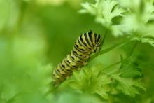 <img typeof="foaf:Image" src="http://statelibrarync.org/learnnc/sites/default/files/images/esb09.jpg" width="3072" height="2048" alt="Eastern black swallowtail butterfly: Third larval instage" title="Eastern black swallowtail butterfly: Third larval instage" />