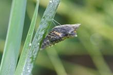 <img typeof="foaf:Image" src="http://statelibrarync.org/learnnc/sites/default/files/images/esb18.jpg" width="3072" height="2048" alt="Eastern black swallowtail butterfly: Emerging from chrysalis" title="Eastern black swallowtail butterfly: Emerging from chrysalis" />