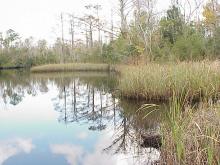 <img typeof="foaf:Image" src="http://statelibrarync.org/learnnc/sites/default/files/images/freshwater_marsh.jpg" width="1024" height="768" alt="Freshwater marsh and swamp forest; tidal freshwater section" title="Freshwater marsh and swamp forest; tidal freshwater section" />