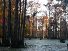 Cypresses, Spanish moss and algae at Merchants Millpond