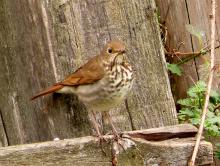 <img typeof="foaf:Image" src="http://statelibrarync.org/learnnc/sites/default/files/images/hermit_thrush.jpg" width="1024" height="771" alt="Hermit thrush" title="Hermit thrush" />