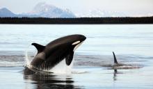 <img typeof="foaf:Image" src="http://statelibrarync.org/learnnc/sites/default/files/images/killerwhale.jpg" width="1280" height="745" alt="Killer whale" title="Killer whale" />