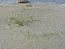 <img typeof="foaf:Image" src="http://statelibrarync.org/learnnc/sites/default/files/images/salt_marsh_plants.jpg" width="1024" height="768" alt="Pioneer salt marsh plants colonizing bare sand habitat" />