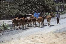 <img typeof="foaf:Image" src="http://statelibrarync.org/learnnc/sites/default/files/images/vietnam_041.jpg" width="1024" height="683" alt="A man walks a herd of ten cows along Highway No. 1 near Nha Trang" title="A man walks a herd of ten cows along Highway No. 1 near Nha Trang" />