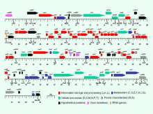 <img typeof="foaf:Image" src="http://statelibrarync.org/learnnc/sites/default/files/images/zhao1.gif" width="600" height="450" alt="Genetic map" title="Genetic map" />