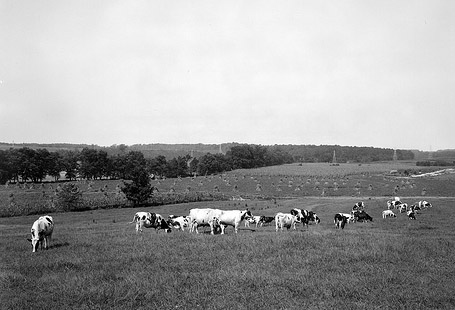 Dairy Cows North Carolina State Farm, Dix Hill Aug 29, 1941  Dairy Cows North cArolina State Farm, Dix Hill Aug 29, 1941. From the Barden Collection, North Carolina State Archives, call #:  N_53_16_3999. Raleigh, NC.