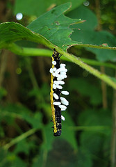 Catalpa worm. Image courtesy of Flickr user Zen Sutherland. 