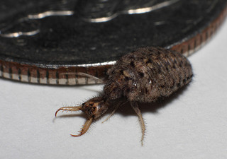 Ant lion larvae next to a quarter, 2008. Image from Flickr user mictlan74. 