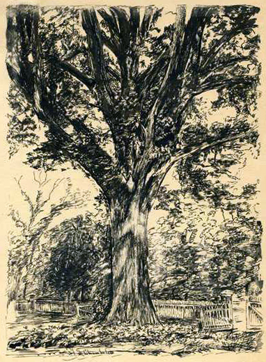 Sketch of the Henry Clay Oak by Hope Summerell Chamberlain, and used in his book, The History of Wake County, North Carolina, 1922. Image from the North Carolina Museum of History. 