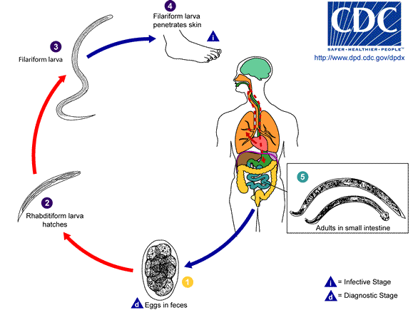Center for Disease Control - hookwork life cycle image