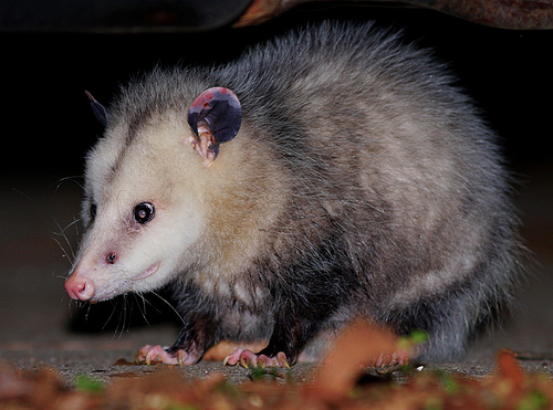 Picture of an opossum taken January 12, 2010 in Durham, North Carolina. Image from Flickr user cotinis.