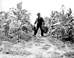 Tobacco harvest, 1946