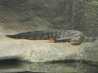 American Alligator, Kure Beach, NC, 2011. Image courtesy of Flickr user Travis S. 