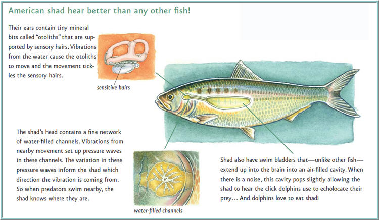 Diagram of American Shad. Text discussing Shad hearing structure.