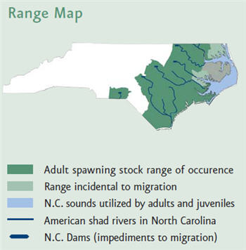 Map of North Carolina.  Shows the coastal region in green as range to find Shad .