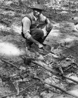 A barbecue cook in Franklin County applies sauce to pigs being grilled over an open pit, ca. 1941. Photograph by Albert Barden. North Carolina Collection, University of North Carolina at Chapel Hill Library.