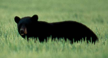 Photo of a young black bear walking through grass. 