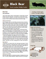 Brochure of the Black Bear created by the NC Wildlife Commission.
