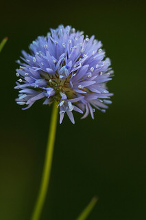 Blue Thimble or Globe Gilia, a North Carolina Wildflower. Image courtesy of Flickr user Philip Bouchard. 