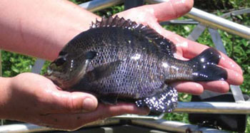 Photo of a bluegill fish being held in a person