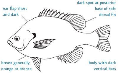 Graphic of the anatomy of a bluegill. The following information is given: ear flap short and dark, breast generally orange or bronze, dark spot at posterior base of soft dorsal fin, body with dark vertical bars.