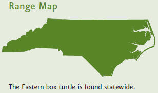 Box turtles are found throughout North Carolina