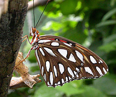 Butterfly in the Magic Wings Butterfly House, NC Museum of Life and Science. Image courtesy of Flickr user Patrick Coin. 