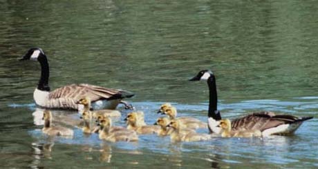 canada goose ncpedia wildlife geese carolina north ducks