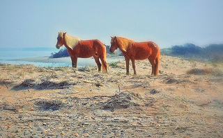 "Shackleford banks wild pony pair, Cape Lookout National Seashore, NC, 2012" Image courtesy of Flickr user Dennis Deitrick.