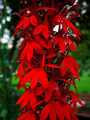 Cardinal Flower. Image courtesy of Flickr user Zen Sutherland. 