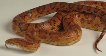 Photo of a corn snake, partially coiled, with tongue out. 