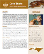 PDF Brochure about corn snakes from the North Carolina Wildlife Resources Commission.