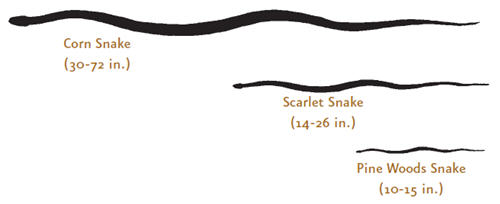 Graphic comparing the size of the corn snake (30-72 inches), the scarlet snake (14-26 inches), and the pine woods snake (10-15 inches). 