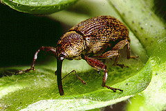 Cotton Boll Weevil.  Image courtesy of Flickr user Jimmy Smith. 