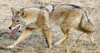 Photograph of coyote walking across brown grass. 