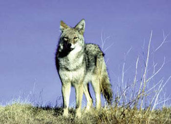 Photo of coyote standing on an elevated surface against background of blue sky. 