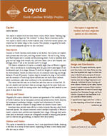 PDF Brochure about Coyotes created by the North Carolina Wildlife Resources Commission.