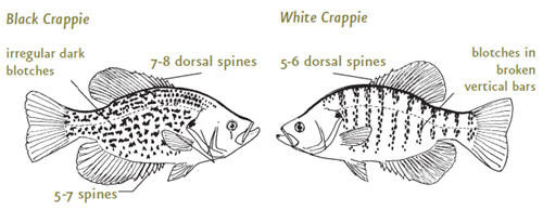 difference between crappie and bluegill