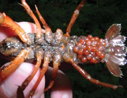 blue crayfish eggs