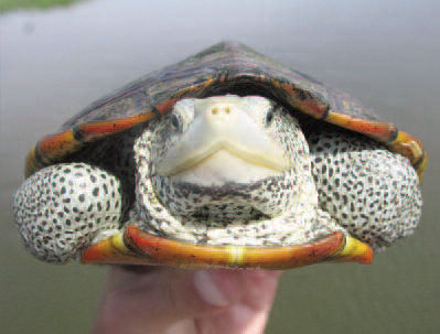 Beautiful turtle