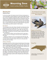 Mourning Dove PDF profile from NC Wildlife Resources Commission