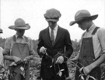 Club members Robert and Steven Sloop and leader examining nodules on mung beans in a soil improvement demonstration field, Rowan County, N.C., September 11, 1923. Courtesy of North Carolina Cooperative Extension Service, NCSU University Archives Photographs.