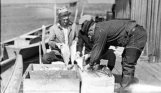 Shad fishing, Wanchese still living fish put in boxes of ice n.d. (1935-1940). From the Charles A. Farrell Photograph Collection, NC State Archives, call #: PhC_9_2_50_25, Raleigh, NC.