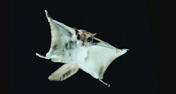 Image of a flying squirrel flying through the air against a black background. 