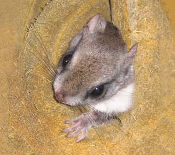 Photo of a flying squirrel emerging from a small space.