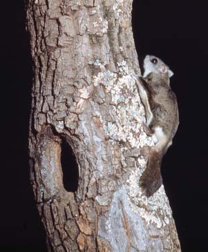 Photo of a flying squirrel climbing up a tree trunk.